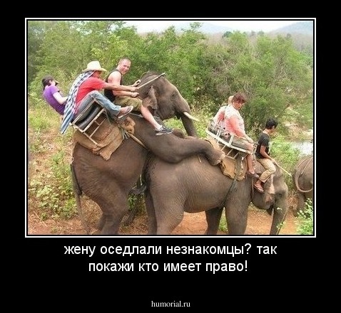 жену оседлали незнакомцы? так покажи кто имеет право!