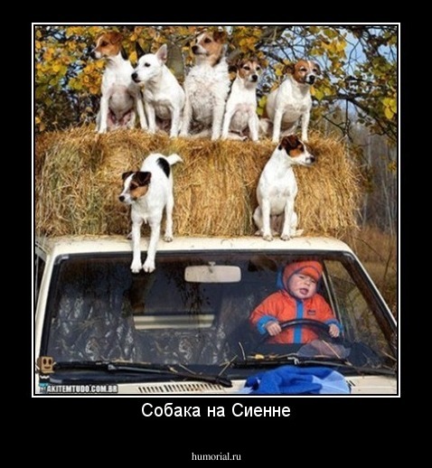 Собака на Сиенне