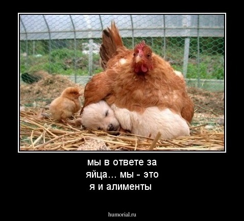 мы в ответе за яйца... мы - это я и алименты
