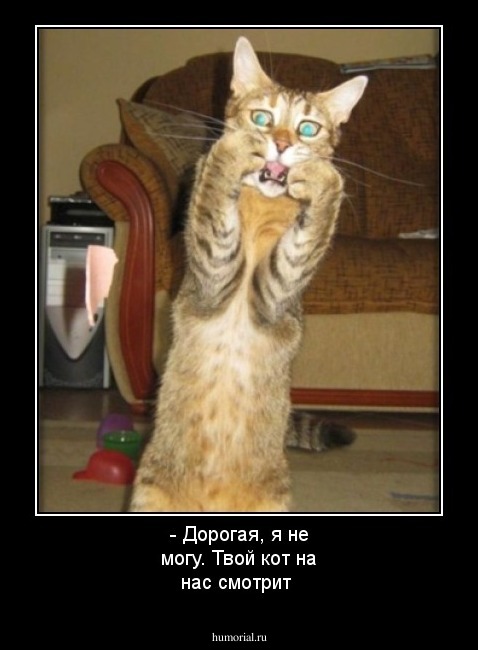 - Дорогая, я не могу. Твой кот на нас смотрит