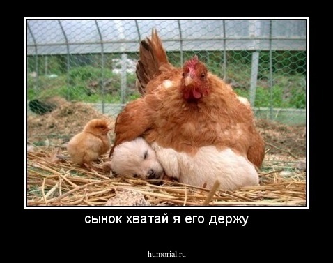 сынок хватай я его держу