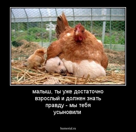 малыш, ты уже достаточно взрослый и должен знать правду - мы тебя усыновили