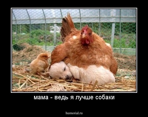 мама - ведь я лучше собаки