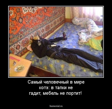 Самый человечный в мире котэ: в тапки не гадит, мебель не портит!