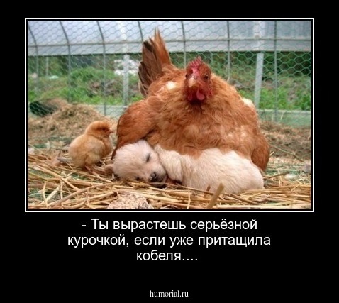 - Ты вырастешь серьёзной курочкой, если уже притащила кобеля....