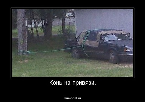 Конь на привязи.
