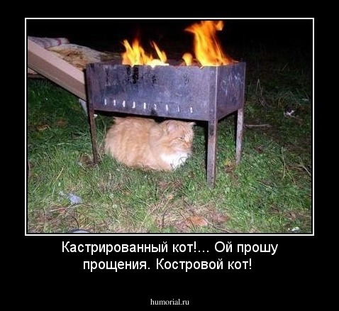 Кастрированный кот!... Ой прошу прощения. Костровой кот! 
