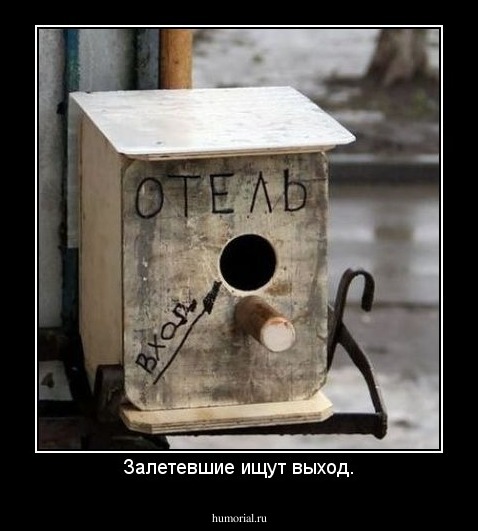 Залетевшие ищут выход.