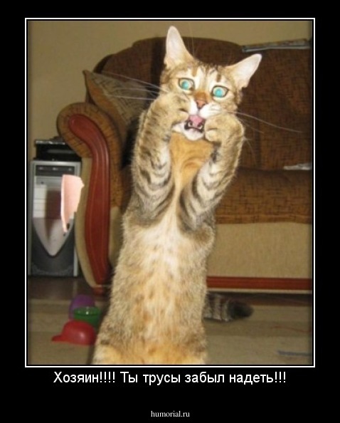 Хозяин!!!! Ты трусы забыл надеть!!!