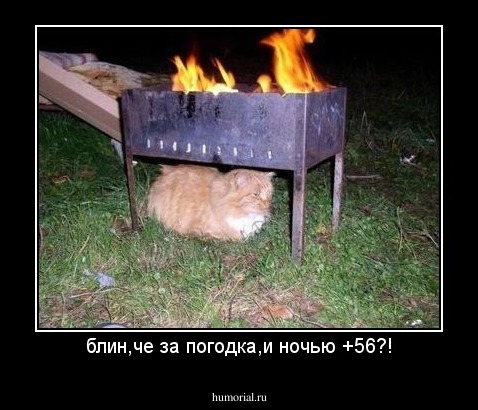 блин,че за погодка,и ночью +56?!