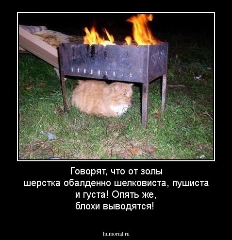 Говорят, что от золы шерстка обалденно шелковиста, пушиста и густа! Опять же, блохи выводятся!