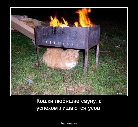 Кошки любящие сауну, с успехом лишаются усов
