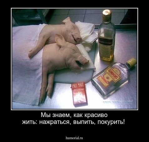  Мы знаем, как красиво жить: нажраться, выпить, покурить!