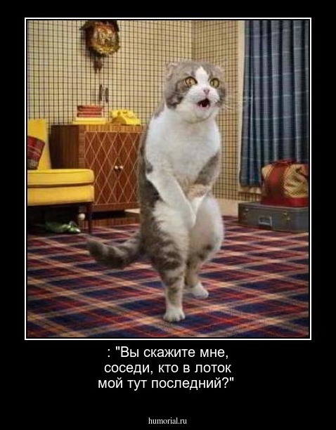 : "Вы скажите мне, соседи, кто в лоток мой тут последний?"