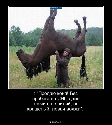  : "Продаю коня! Без пробега по СНГ, один хозяин, не битый, не крашеный, левая вожжа".