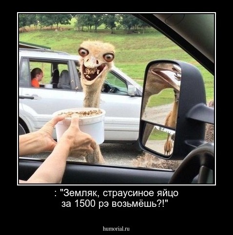  : "Земляк, страусиное яйцо за 1500 рэ возьмёшь?!"