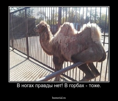 В ногах правды нет! В горбах - тоже.