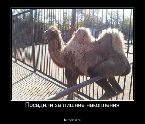 Посадили за лишние накопления
