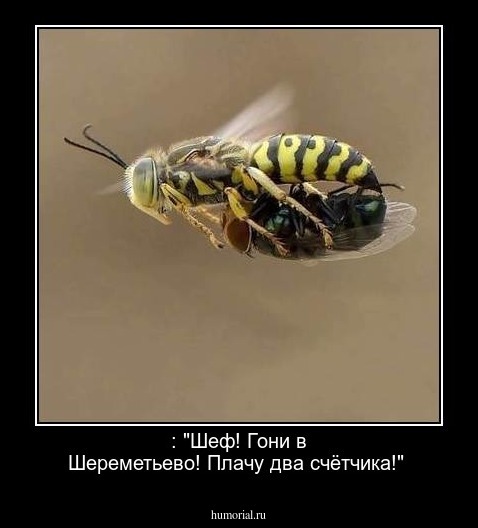  : "Шеф! Гони в Шереметьево! Плачу два счётчика!"