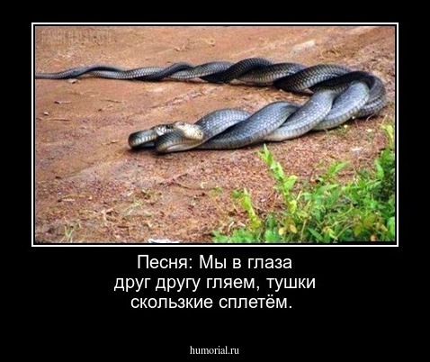  Песня: Мы в глаза друг другу гляем, тушки скользкие сплетём.