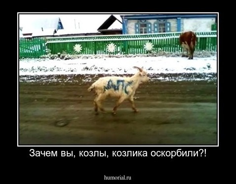  Зачем вы, козлы, козлика оскорбили?!