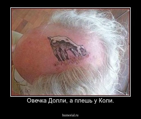 Овечка Долли, а плешь у Коли.