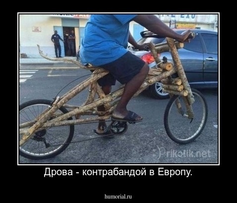Дрова - контрабандой в Европу.