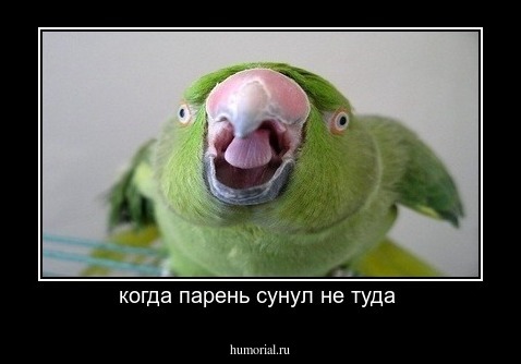 когда парень сунул не туда 