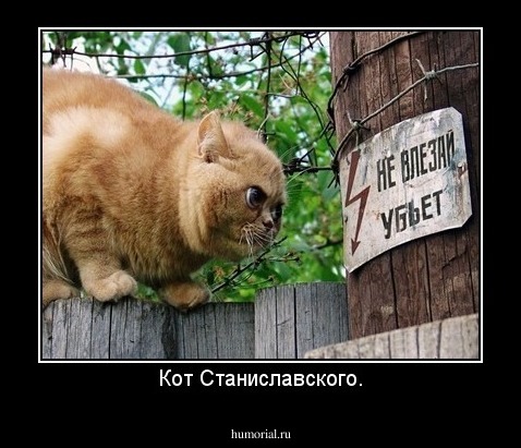 Кот Станиславского.