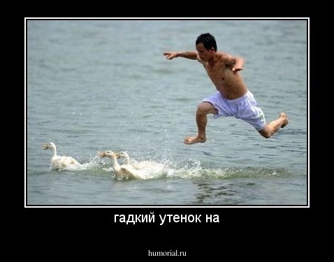 гадкий утенок на