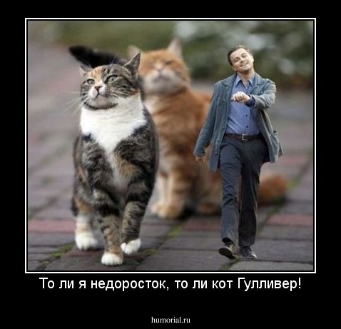 То ли я недоросток, то ли кот Гулливер!