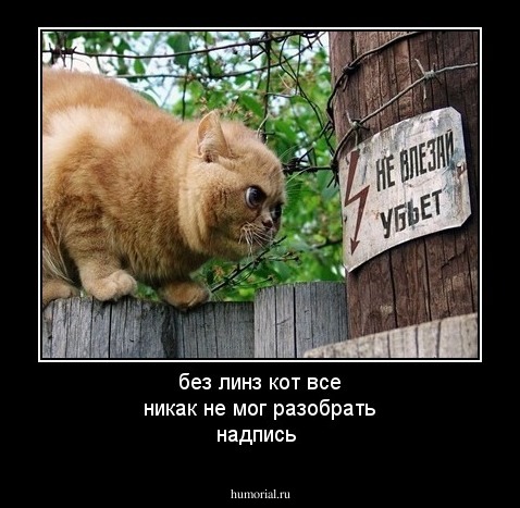 без линз кот все никак не мог разобрать надпись