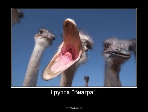 Группа "Виагра".