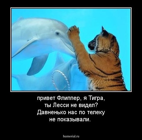 привет Флиппер, я Тигра, ты Лесси не видел? Давненько нас по телеку не показывали.