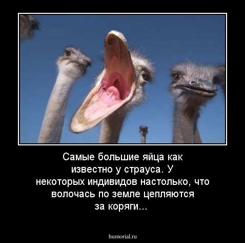 Самые большие яйца как известно у страуса. У некоторых индивидов настолько, что волочась по земле цепляются за коряги...