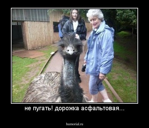 не пугать! дорожка асфальтовая...