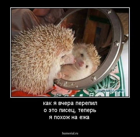 как я вчера перепил о это писец, теперь я похож на ежа