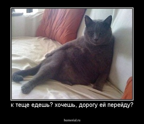 к теще едешь? хочешь, дорогу ей перейду?