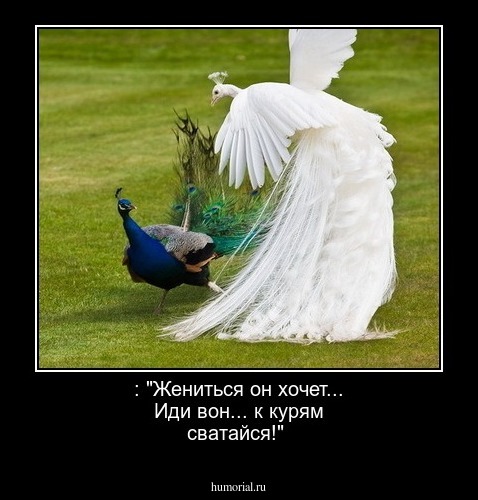 : "Жениться он хочет... Иди  вон... к курям сватайся!"