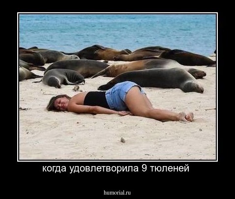 когда удовлетворила 9 тюленей 
