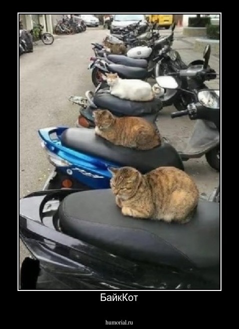 БайкКот