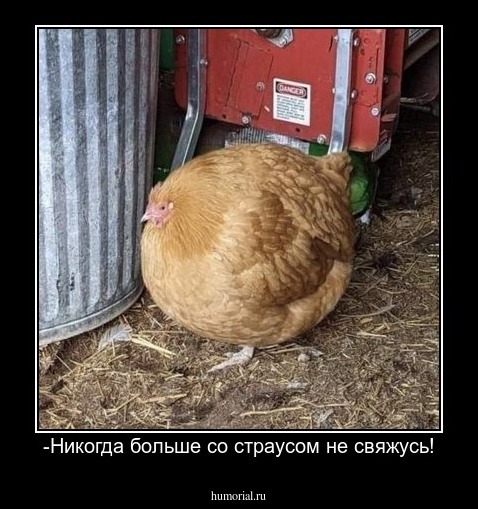 -Никогда больше со страусом не свяжусь!