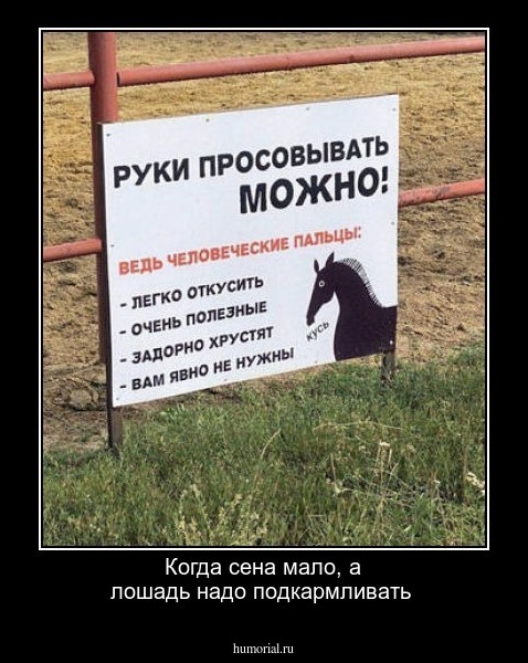 Когда сена мало, а лошадь надо подкармливать