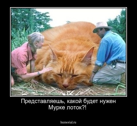 Представляешь, какой будет нужен Мурке лоток?!