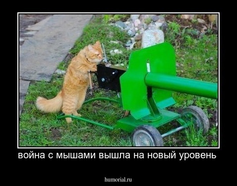 война с мышами вышла на новый уровень 