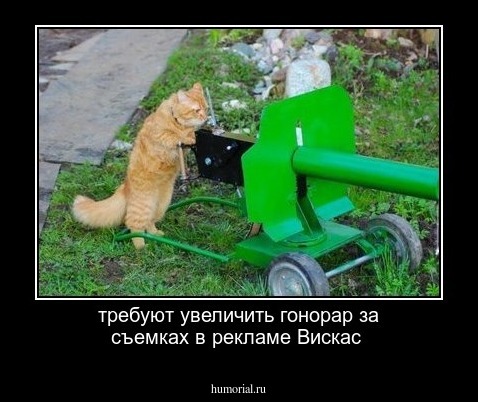 требуют увеличить гонорар за съемках в рекламе Вискас 