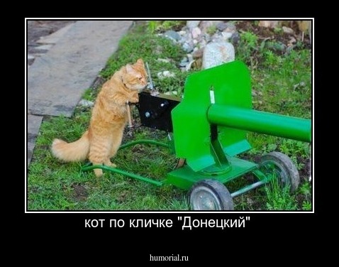 кот по кличке "Донецкий" 