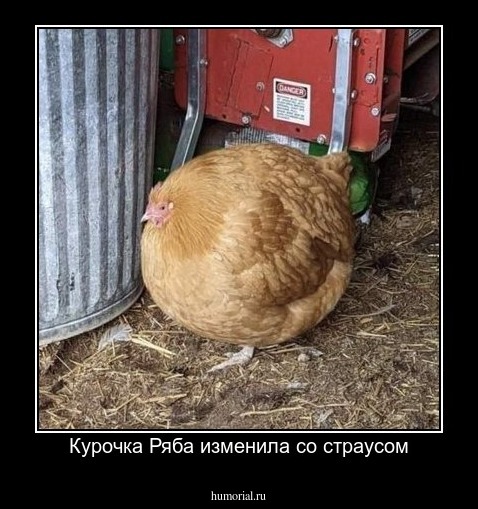 Курочка Ряба изменила со страусом