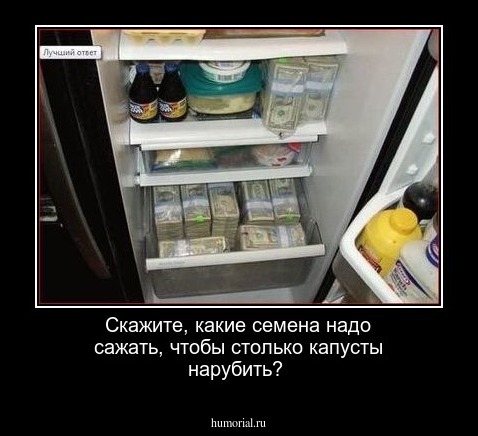 Скажите, какие семена надо сажать, чтобы столько капусты нарубить?