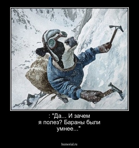 : "Да... И зачем я полез? Бараны были умнее..."